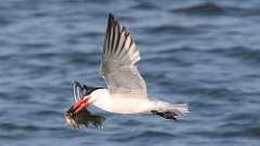 4: caspian tern 0C1_0227