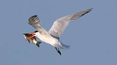 7: caspian tern 0C1_0245