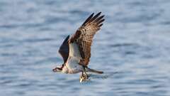 1: osprey 0C1_2320