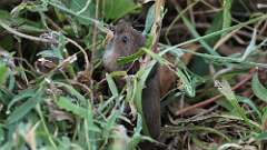 6: vole rodent 0C1_1747