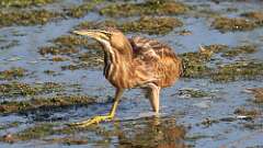 1: American Bittern 0C1_1720