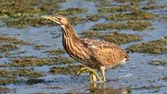 2: American Bittern 0C1_1732