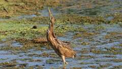 3: American Bittern 0C1_1873