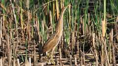 5: American Bittern 0C1_2280
