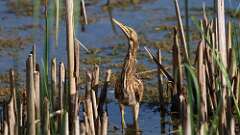 9: American Bittern 0C1_2525