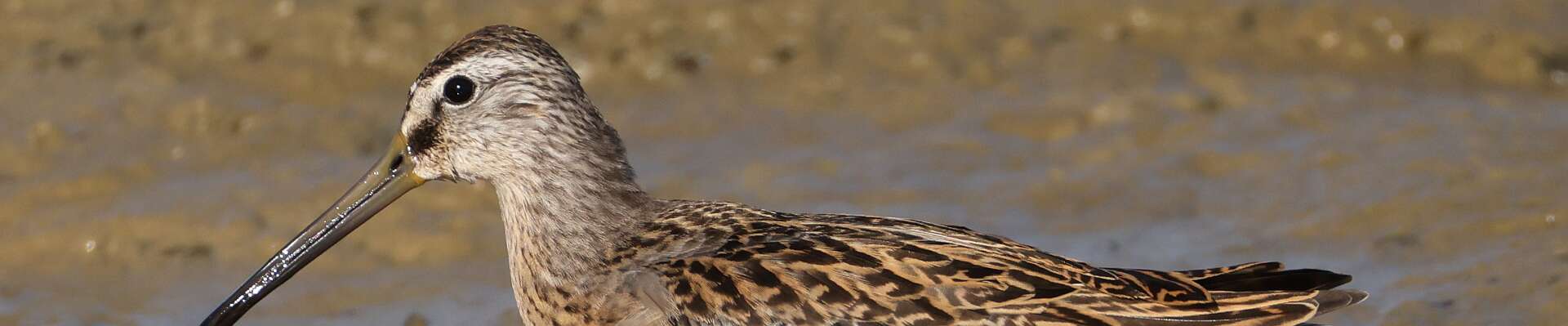 Click to show or hide the buttons