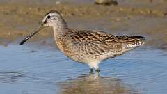 1: Short-billed Dowitcher 5M2_0360