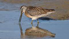 3: Short-billed Dowitcher 5M2_0553