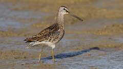 6: Short-billed Dowitcher 5M2_0800