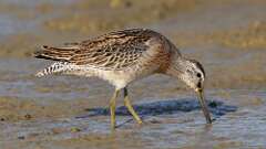 7: Short-billed Dowitcher 5M2_0890