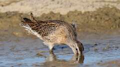 9: Short-billed Dowitcher 5M2_0946