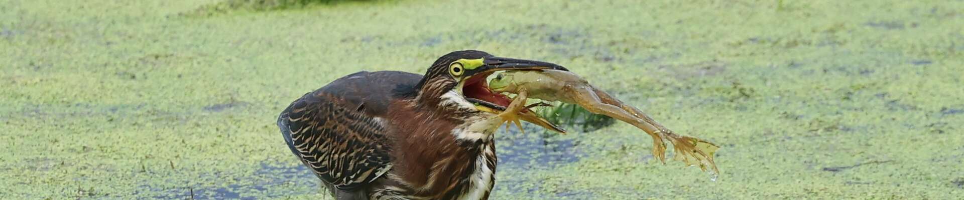 Click to show or hide the buttons