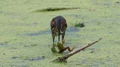 1: green heron with frog 0C1_2308