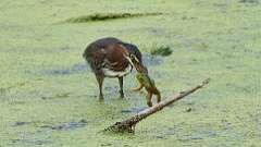2: green heron with frog 0C1_2600