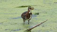 10: green heron with frog 0C1_3091