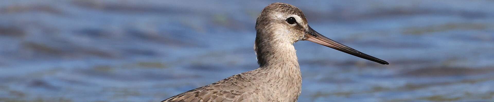 Click to show or hide the buttons