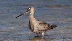 2: Hudsonian Godwit 5M2_3294