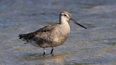 3: Hudsonian Godwit 5M2_3364