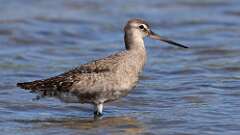 6: Hudsonian Godwit 5M2_3641