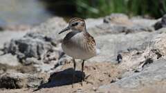 9: Least Sandpiper 5M2_1038