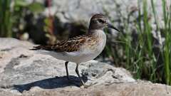 10: Least Sandpiper 5M2_1050