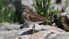 11: Least Sandpiper 5M2_1089
