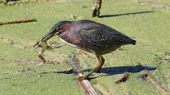 1: Green Heron 5M2_1827