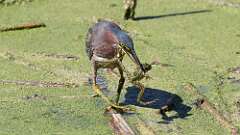 2: Green Heron 5M2_1895