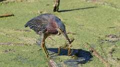 4: Green Heron 5M2_2122