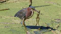 5: Green Heron 5M2_2176