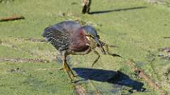 7: Green Heron 5M2_2506