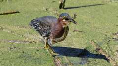 8: Green Heron 5M2_2529