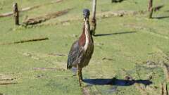 10: Green Heron 5M2_2655