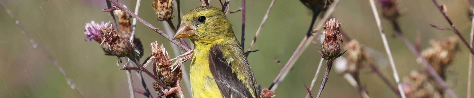 Click to show or hide the buttons