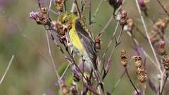 1: American Goldfinch 5M2_0043
