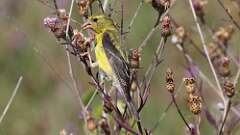 2: American Goldfinch 5M2_0045