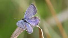 3: Eastern tailed-blue 5M2_1089