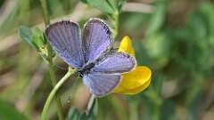 4: Eastern tailed-blue 5M2_1140
