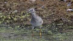 6: Lesser Yellowlegs 5M2_0147