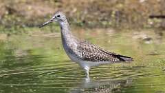 8: Lesser Yellowlegs 5M2_0270