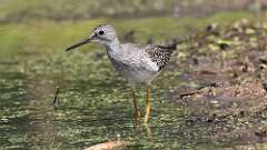 10: Lesser Yellowlegs 5M2_0393