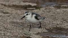12: Sanderling 5M2_1809