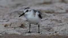 13: Sanderling 5M2_1888