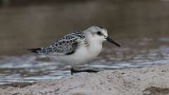 14: Sanderling 5M2_1935