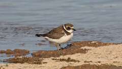 15: Semipalmated Plover 5M2_1756
