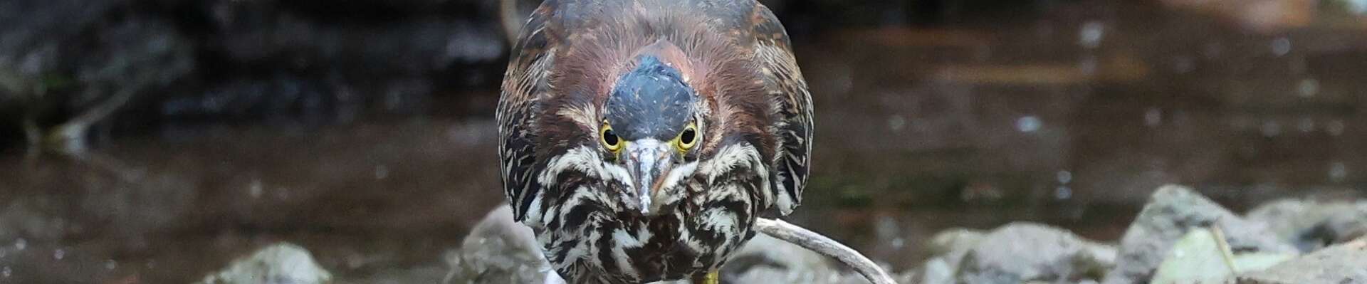 Click to show or hide the buttons