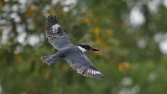 1: Belted kingfisher 5M2_0029