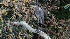 7: Great Blue Heron 5M2_1443