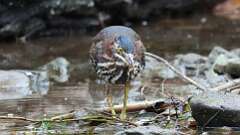 10: Green heron 5M2_1738