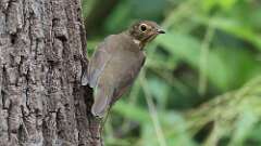 17: Swainsons Thrush 5M2_0606